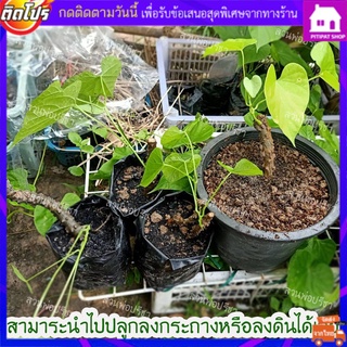 บอระเพ็ดสำหรับปลูก มีใบ มีราก ต้นบอระเพ็ด เพาะบอระเพ็ด กิ่งบอระเพ็ด บอระเพ็ดมีราก บอระเพ็ดมีใบ ต้นเครือกอฮอ สมุนไพร