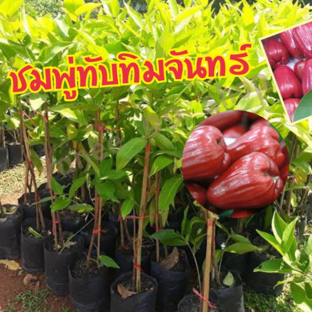 ต้นชมพู่ทับทิมจันทร์ รดชาด หวาน กรอบ อร่อย ลูกใหญ่ ปลูกและดูแลง่าย ต้นสูงประมาณ 50-60ซ.ม. (จำนวน 1 ต้น/แพ็ค)