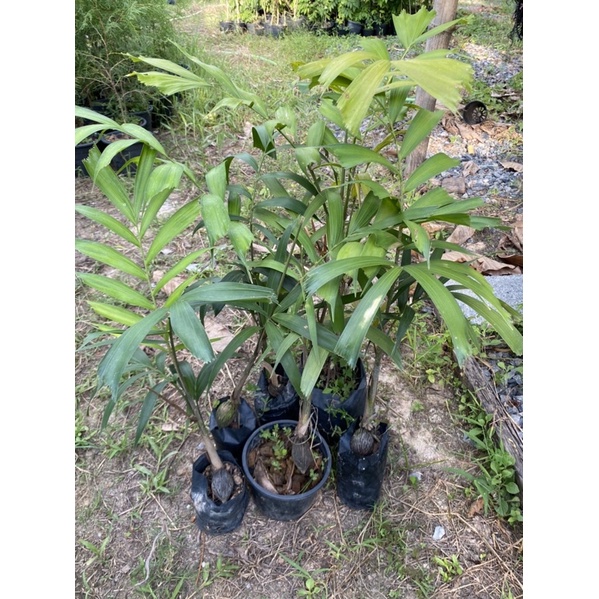 ต้นปาล์มหางกระรอก(foxtail Palm)50-70 cm