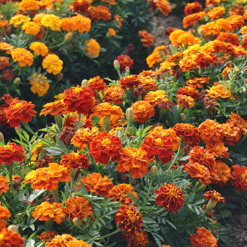 เมล็ดพันธุ์ ดาวเรือง สปาร์คกี้คละสี ดาวเรืองฝรั่งเศส (Sparky French Marigold Mix Seed) 150 เมล็ด ของแท้ 100%3