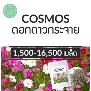 (พร้อมส่ง🌼) 5กรัม (1,000) เมล็ดพันธุ์ สุดคุ้ม ดาวกระจายเซนเซชั่น ดอกคอสมอส Sensation Cosmos Flower พันธุ์แท้ OP นำเข้า