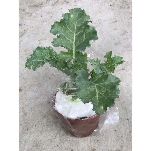 ต้นคะน้าเคล (ซื้อ 5 แถม 1)เคลใบหยิก ใบหยัก ไดโนเสาร์ เรดรัสเซีย (กระถาง 4นิ้ว) Kale Plant 4 inch Pot (buy 5 get 1 free