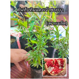 ต้นทับทิมแดงเจ้าพระยา ต้นกล้าทับทิม (เพาะเมล็ด)