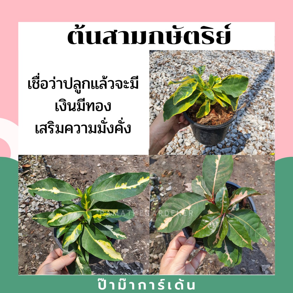 ต้นสามกษัตริย์ ต้นใบเงิน ต้นใบทอง ต้นใบนาก ไม้แดด