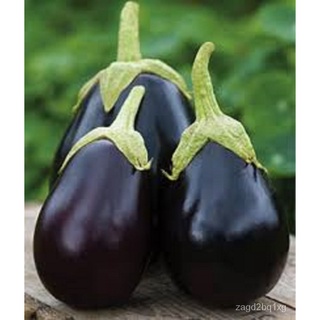 Eggplant Black Beauty Seeds for Planting (8เมล็ด) VEGGIESคื่นฉ่าย/เด็ก/เสื้อ/สร้อยข้อมือ/สวน/เมล็ด/ดอกทานตะวัน/แอปเปิ้ล/