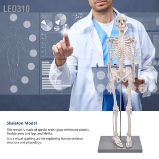 Leo310 โครงกระดูกมนุษย์ พร้อมขาตั้ง สำหรับการศึกษากายวิภาค 85 ซม.