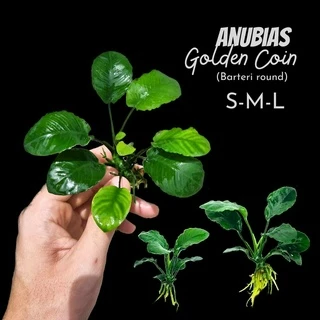 อนูเบียสโกลเด้นคอยน์ (ใบกลมหยัก) เลือกขนาดได้ - ANUBIAS NANA ‘GOLDEN COIN’ ต้นไม้น้ำ