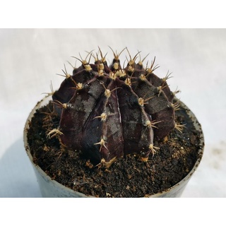 หน่อเด็ดสด 1 หน่อ แบล็ค วิโดว์ Black widow Cactus ไม่มีราก​ แคคตัส กระบองเพชร ไม้อวบน้ำ แบล็ควินโดว์ Gymno​ black window