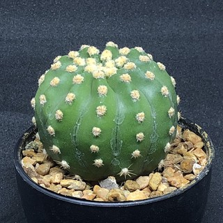 Echinopsis eyriesii อิชินอฟ ในกระถาง 2.5"