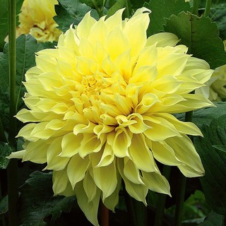 รักเร่ Dahlia สายพันธุ์ Sun Glow นำเข้าจากเนเธอร์แลน หัวสดใหม่ 1 หัว/ออเดอร์