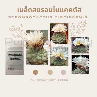 เมล็ดกระบองเพชร เมล็ดแคคตัส เมล็ด Strombocactus disciformis 20 เมล็ด