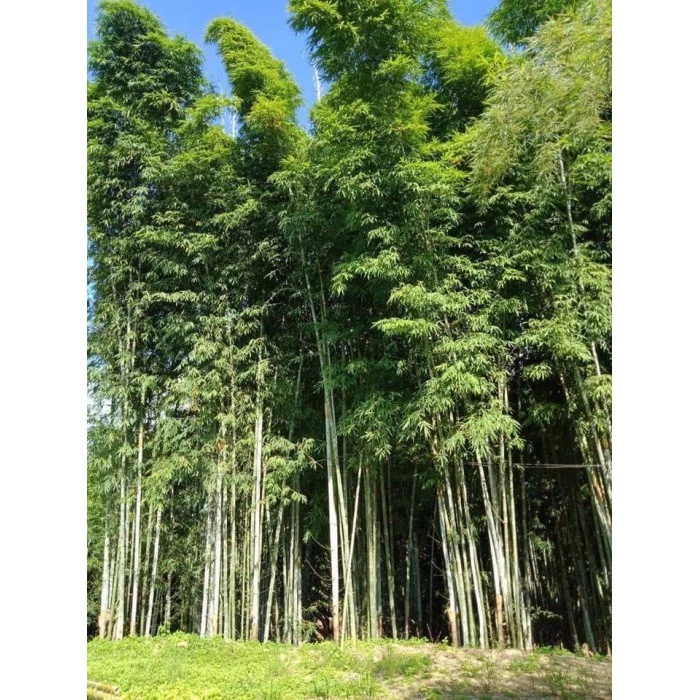 ต้นพันธุ์ไผ่ซางหม่น ลำตรง ไม่ค่อยมีแขนง ราชินีแห่งไผ่ แปรรูปได้หลายอย่าง เข้าเครื่องจักรได้หมด หน่อไผ่ก็รสชาติดี