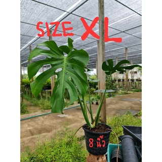 มอนสเตอร่า ไจแอนท์ (เพาะเมล็ด) Monstera Deliciosa (Giant)