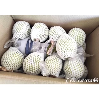 ฝรั่งกิมจู เกรด A/B 1 kg (ส่งไว) มีใบรับรองมาตรฐาน สด สะอาด หวาน กรอบ อร่อย ตัดสดใหม่จากสวนทุกวัน