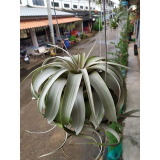 tillandsia xerographica