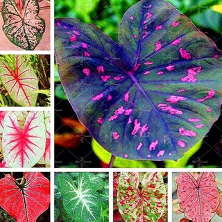 จัดส่งในพื้นที่ 100เมล็ด Caladium Seeds Mix Color Flower Plants เมล็ดดอกไม้ ต้นไม้มงคลสวยๆ บอนสีแปลกๆ เมล็ดบอนสี