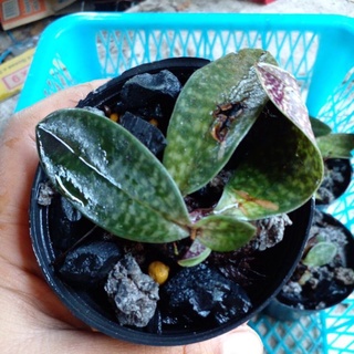 รองเท้านารีแคนฮี(Paphiopedilum canhii)