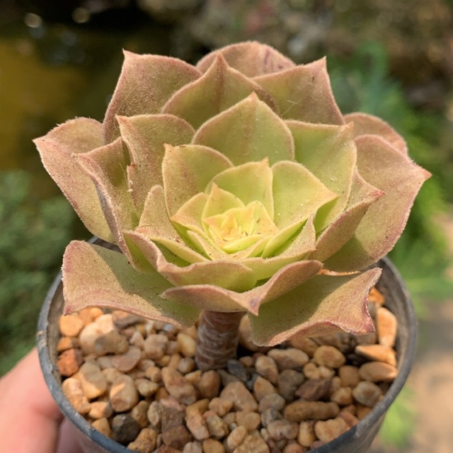 Aeonium 'Halloween' (ไม้อวบน้ำ)