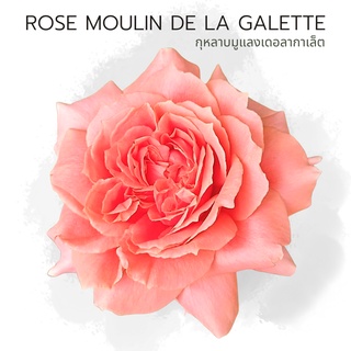 R5 Rose Moulin de la Galette กุหลาบ ญี่ปุ่น มูแลง กุหลาบกึ่งเลื้อย หอมแรงมาก สีส้มทรงถ้วยหอมแรง