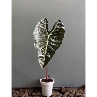 🌱 สตูลดำ บอนดำสตูล อะโลคาเซียแบล็คสตูล (Alocasia Black Satun) ส่งแบบเหง้า