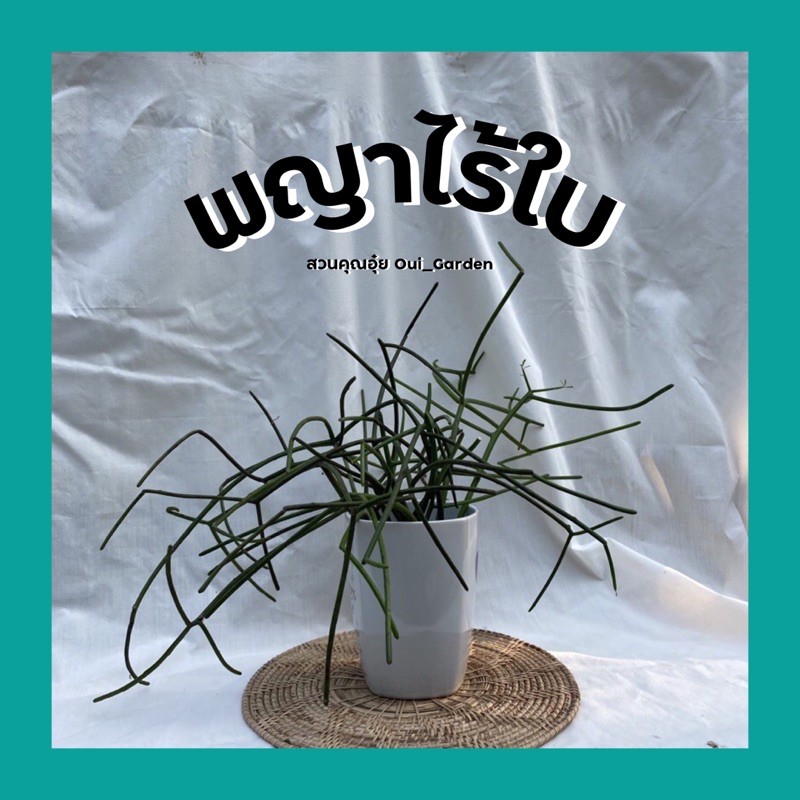 พญาไร้ใบ ขายเป็นกำ 1ชุดได้10กิ่ง ไม้ฟอกอากาศ ไม่มีกระถาง
