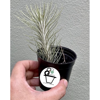 ทิลแลนเซีย ฟรังเกียน่า Tillandsia funckiana