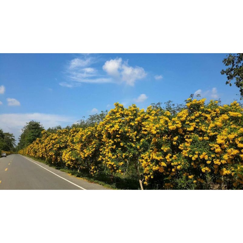 ต้นทองอุไร ดอกสีเหลือง ดอกออกตลอดปี สูง 50-70ซ.ม - รูปที่ 2