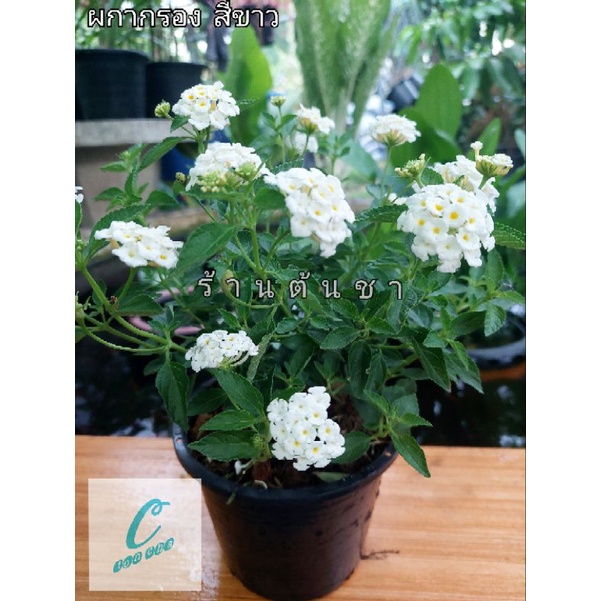🌸 ต้นผกากรอง ดอกสีสันสวยงาม มี 4 สีให้เลือก