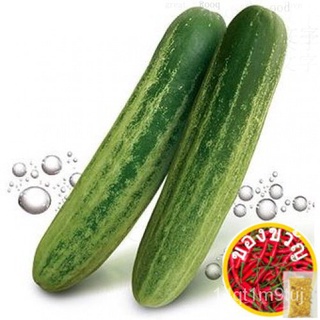 biji benih timun 5biji/cucumber seed 5/biji  benih sayur/vegetable seedดอกไม้/บุรุษ/ผักกาดหอม /ผักชี/เด็ก/หมวก/ทานตะวัน/