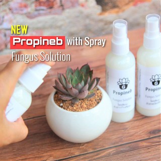 โพรพิเนป Propineb Spray 1 ขวด ตัวช่วยป้องกันและกำจัดเชื้อราโรคพืชในกุหลาบหิน แบบสเปรย์ G Succulents Fungus Solution