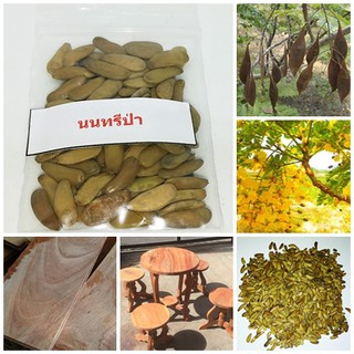 ลดราคาถูกพิเศษ เมล็ดพันธุ์นนทรีป่า Copper pod อะราง อุโมงค์ต้นนนทรีป่าพันธุ์ไม้มงคลพระราชทานจังหวัดฉะเชิงเทรา 50 เมล็ด