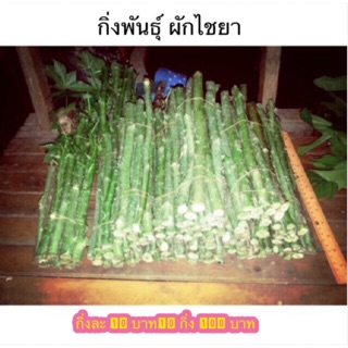 กิ่งพันธุ์ผักไชยากิ่งละ10 บาท