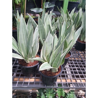 ต้นลิ้นมังกร ด่าง ดาบเงิน Sansevieria Metallica SiamSilver ไม้ฟอกอากาศ ไม้ประดับ ต้นลิ้นมังกร ความสูง 45-50 cm.ส่