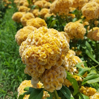 200 เมล็ด หงอนไก่สีเหลือง - Yellow Cockscomb