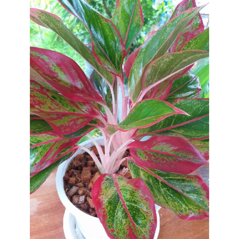 ต้นรวยล้นฟ้า ไม้มงคล กระถาง 6 นิ้ว และ 8 นิ้ว