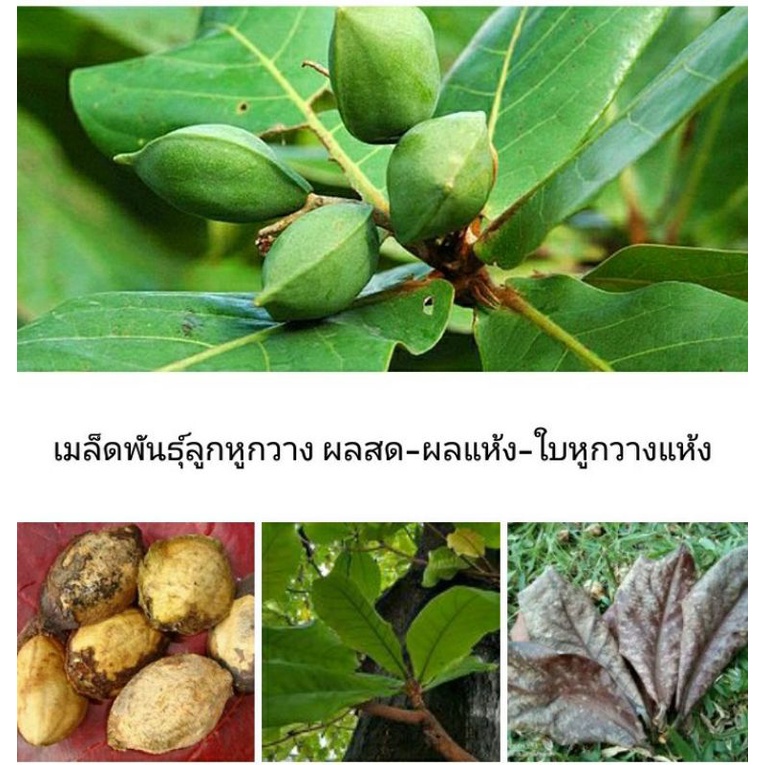 ลูกหูกวาง ผลสด-ผลแห้ง(+แถม)เมล็ดหูกวาง อาหารนกแก้วนกปากขอ-อาหารกระรอก(15-30ผล) เมล็ดพันธ์ุเพาะปลูกได