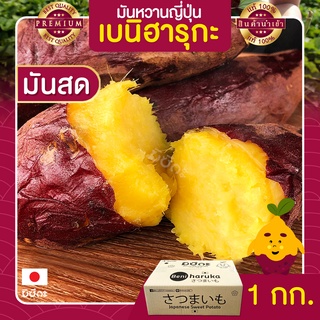 มันหวานญี่ปุ่น มันหวาน 1kg นำเข้าจากญี่ปุ่นแท้ 100% เบนิฮารุกะ ปลูกที่ ญี่ปุ่น หวาน ฉ่ำ สดใหม่ทุกสัปดาห์