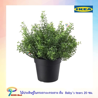 IKEA ไม้ประดิษฐ์ในกระถาง ต้นไม้ปลอม  ต้น Baby’s tears 20 ซม.