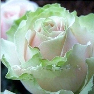 30 เมล็ด เมล็ดพันธุ์ กุหลาบ สตาร์แอนด์สไตร้พส์ Stripes Rose Seeds สี ขาว-เขียว ดอกใหญ่