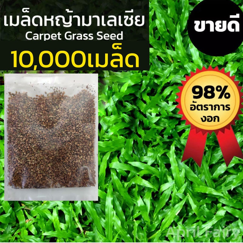 [10000เมล็ด] เมล็ดหญ้ามาเลเซีย เมล็ดหญ้ามาเล หญ้ามาเลเซีย เมล็ดหญ้ามาเลย์ Tropical Carpet Grass Lawn หญ้าปูสนาม สนามหญ้า – โปรปัง