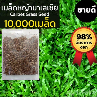 [10000เมล็ด] เมล็ดหญ้ามาเลเซีย เมล็ดหญ้ามาเล หญ้ามาเลเซีย เมล็ดหญ้ามาเลย์ Tropical Carpet Grass Lawn หญ้าปูสนาม สนามหญ้า