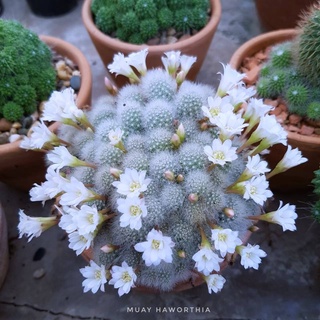 Cactus Rebutia  pulvinosa รีบูเทียดอกสีขา R003