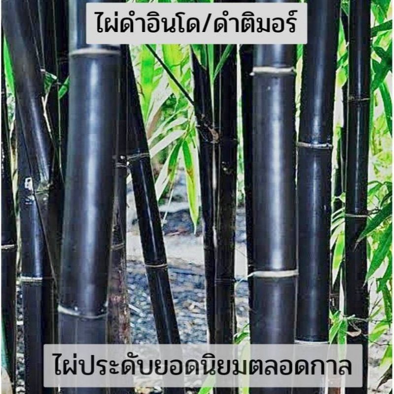ไผ่ดำติมอร์ (ไผ่ดำจักรพรรติ)ไผ่ดำชวา ไผ่ดำลาโก้ ไผ่สวยงามไผ่มงคลไม้มงคล