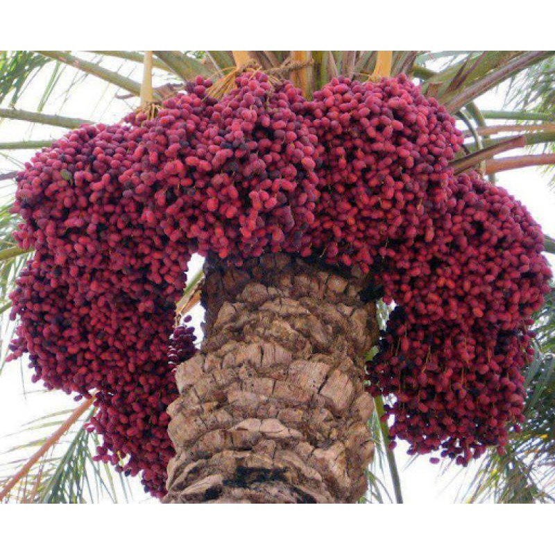 ต้นอินทผาลัม พันธุ์ Hayany (ฮายานี่) เพาะเนื้อเยื่อ UAE ตัวผู้-ตัวเมีย ขนาดต้นอวบใหญ่ สูง 30 ซม