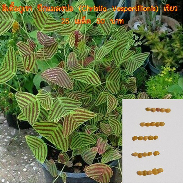ผีเสื้อภูเขา ปีกแมลงปอ (Christia Vespertilionis) เขียว 25 เมล็ด 50 บาท