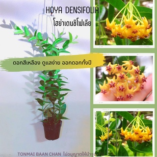 Hoya Densifolia โฮย่าเดนซิโฟเลีย ดอกสีเหลือง ออกดอกเก่ง ส่งต้นติดดอก ต้นละ139บาท