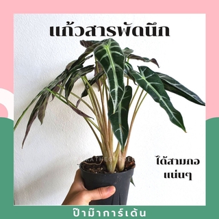 ต้นแก้วสารพัดนึก กอสวย มาพร้อมกระถางพร้อมตั้ง