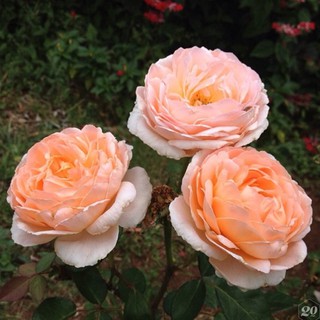 เมล็ดพันธุ์ กุหลาบ พันธุ์ Tamora Rose Seeds ดอกใหญ่ นำเข้าจากต่างประเทศ 30 เมล็ด