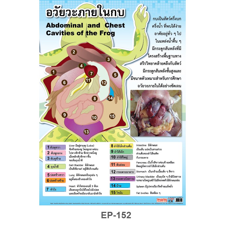 โปสเตอร์ เรื่องอวัยวะภายในกบ #EP-152 โปสเตอร์พลาสติก PP สื่อการเรียนการสอน สื่อการเรียนรู้