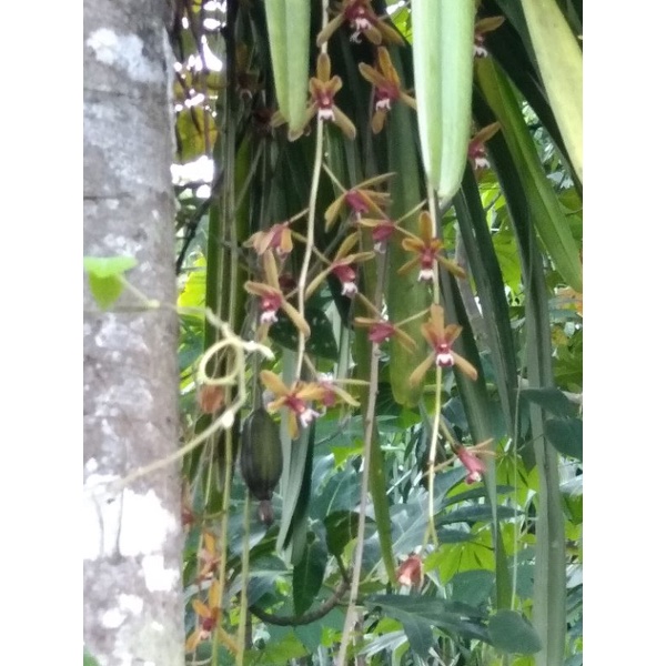 Rm10 ( 2 การตัด pokok orkid)